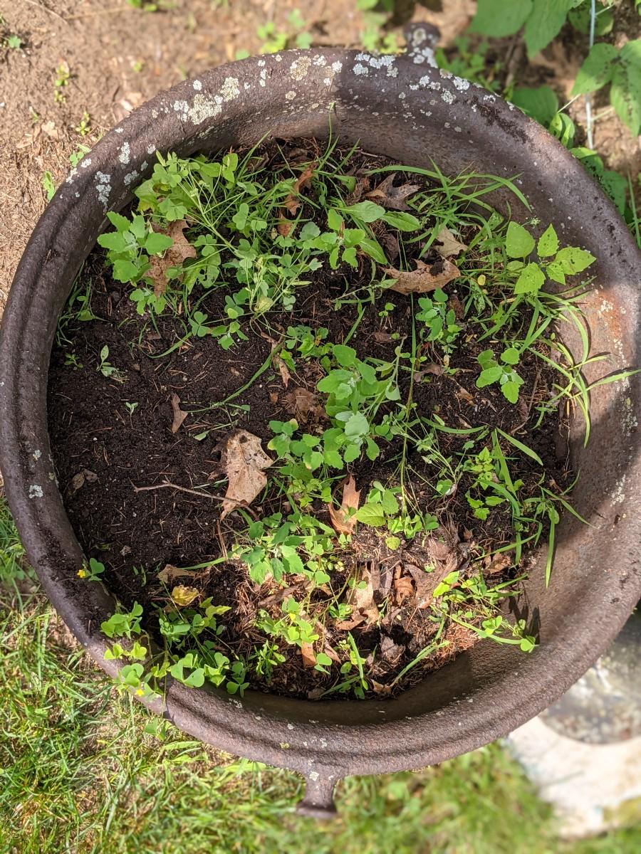 Antique Kettle Planter