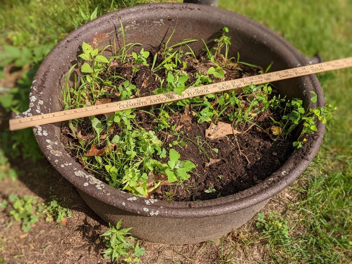 Antique Kettle Planter