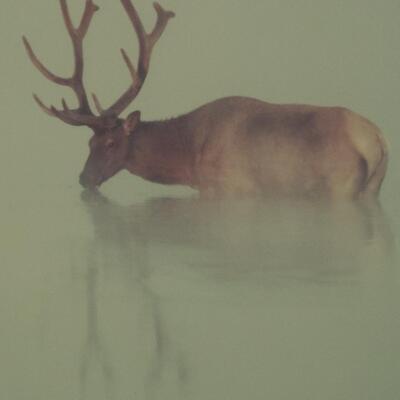 Lot 53: Signed Thomas Mangelsen "Morning Light" Bull Elk Artwork & More 