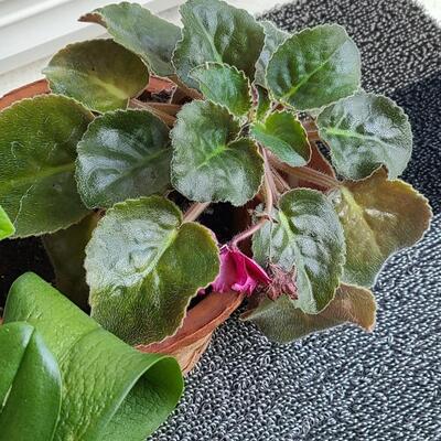 Lot 137: Live House Plants (lot of 3) 