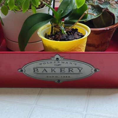 Lot 137: Live House Plants (lot of 3) 