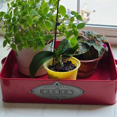 Lot 137: Live House Plants (lot of 3) 