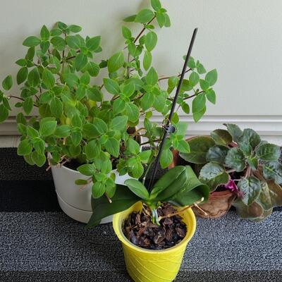 Lot 137: Live House Plants (lot of 3) 