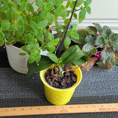 Lot 137: Live House Plants (lot of 3) 