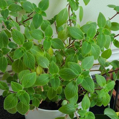 Lot 137: Live House Plants (lot of 3) 