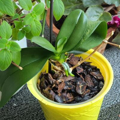 Lot 137: Live House Plants (lot of 3) 