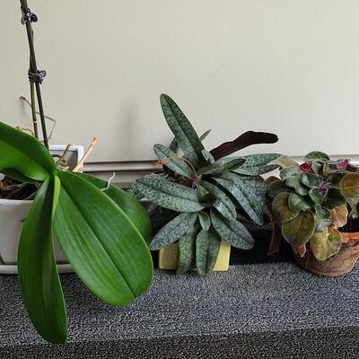 Lot 138: Live Plants (Orchid and More)