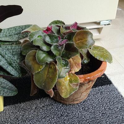 Lot 138: Live Plants (Orchid and More)