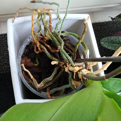 Lot 138: Live Plants (Orchid and More)