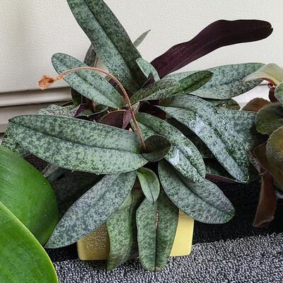 Lot 138: Live Plants (Orchid and More)
