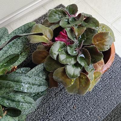 Lot 138: Live Plants (Orchid and More)