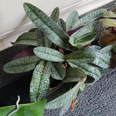 Lot 138: Live Plants (Orchid and More)