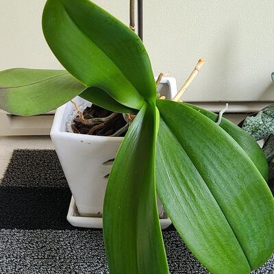Lot 138: Live Plants (Orchid and More)