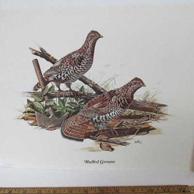 Vintage 1970s Wildlife Prints, USA, Ruffled Grouse and Quails