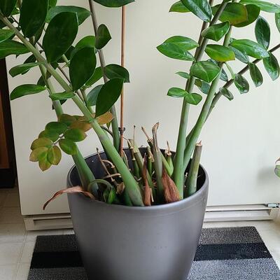 Lot 139: Large Live House Plant in Planter 