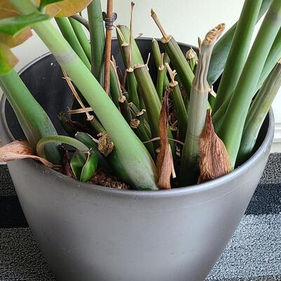 Lot 139: Large Live House Plant in Planter 