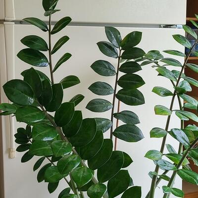 Lot 139: Large Live House Plant in Planter 