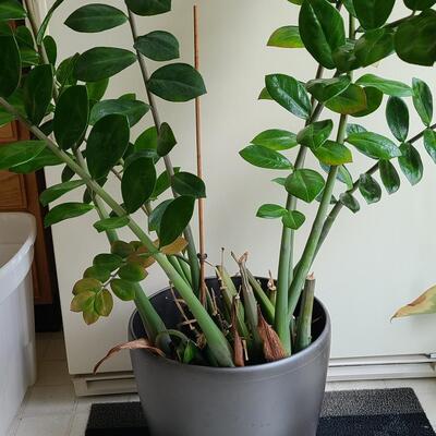 Lot 139: Large Live House Plant in Planter 