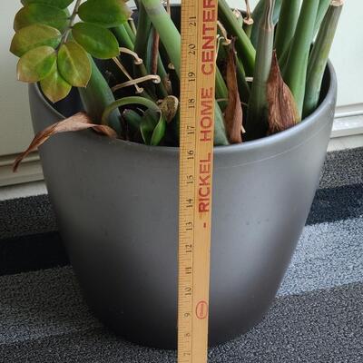 Lot 139: Large Live House Plant in Planter 