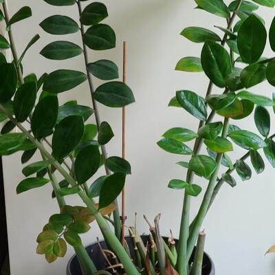 Lot 139: Large Live House Plant in Planter 
