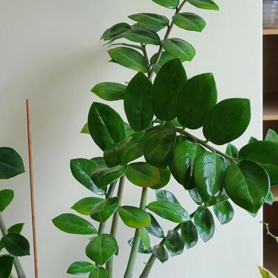 Lot 139: Large Live House Plant in Planter 