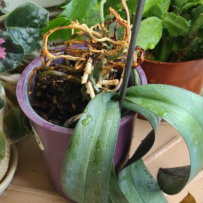 Lot 140: Christmas Cactus and More 