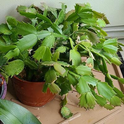 Lot 140: Christmas Cactus and More 