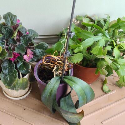 Lot 140: Christmas Cactus and More 