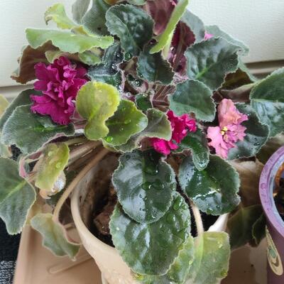 Lot 140: Christmas Cactus and More 