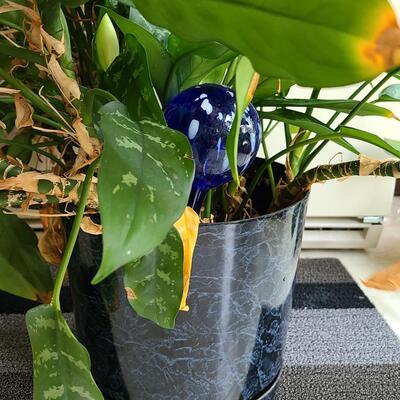 Lot 142: Live Large House Plant 