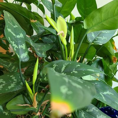 Lot 142: Live Large House Plant 