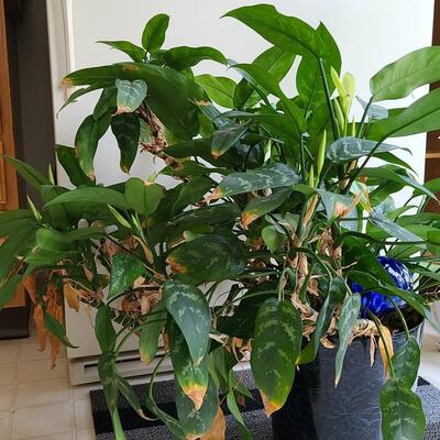Lot 142: Live Large House Plant 