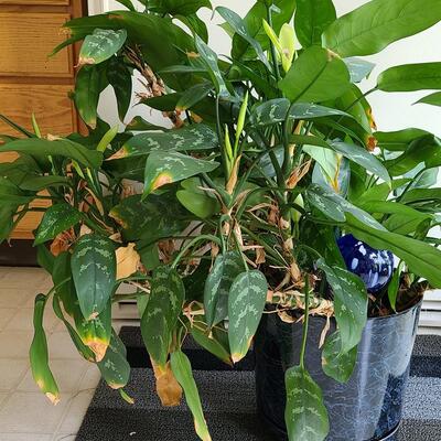 Lot 142: Live Large House Plant 