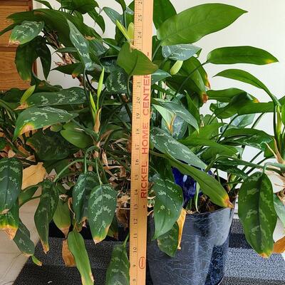 Lot 142: Live Large House Plant 
