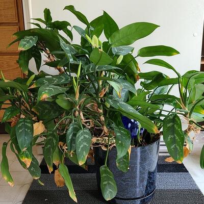 Lot 142: Live Large House Plant 