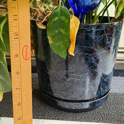 Lot 142: Live Large House Plant 