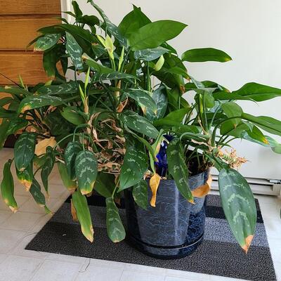 Lot 142: Live Large House Plant 