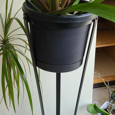 Lot 100: Live Plants 