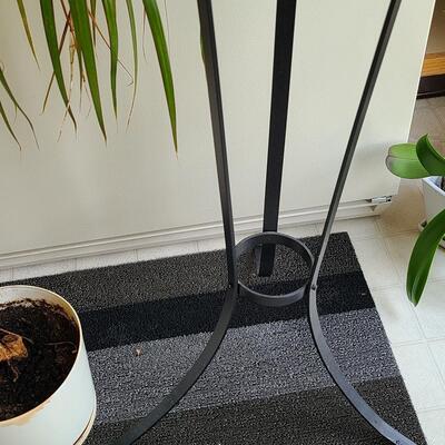 Lot 100: Live Plants 