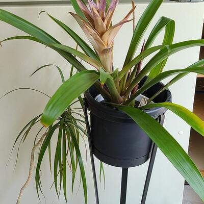 Lot 100: Live Plants 