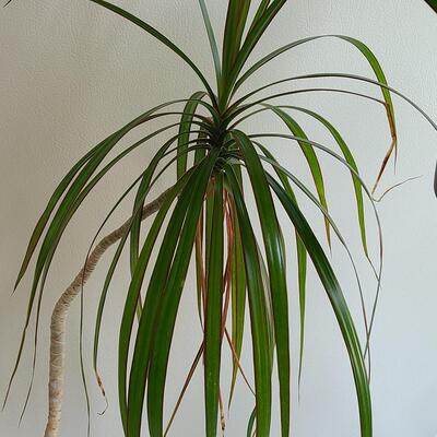 Lot 100: Live Plants 