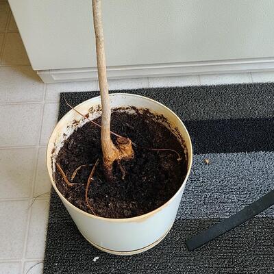 Lot 100: Live Plants 