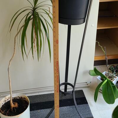 Lot 100: Live Plants 