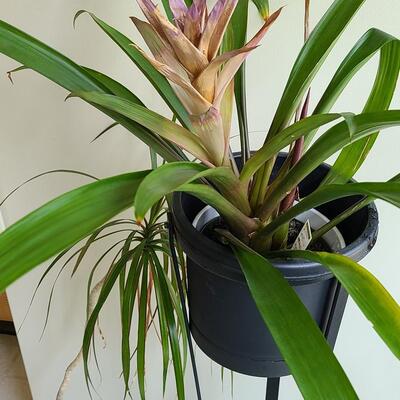 Lot 100: Live Plants 