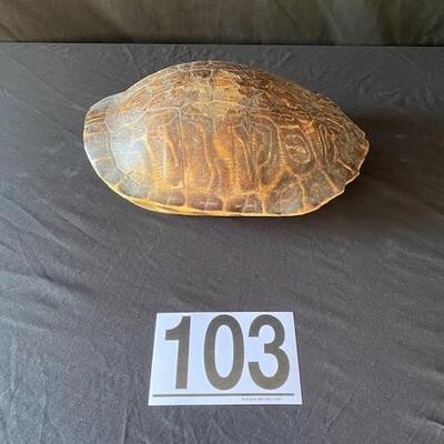LOT#E103: Red Ear Slider Turtle Shell Lot #1