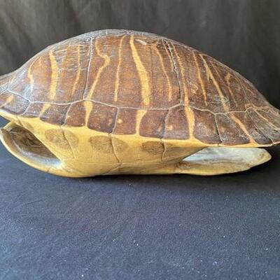 LOT#E104: Red Ear Slider Turtle Shell Lot #2