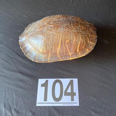 LOT#E104: Red Ear Slider Turtle Shell Lot #2