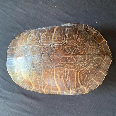 LOT#E104: Red Ear Slider Turtle Shell Lot #2