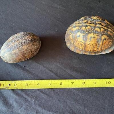 LOT#E105: Box Turtle Shell & Other Lot #3