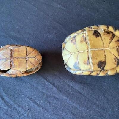 LOT#E105: Box Turtle Shell & Other Lot #3